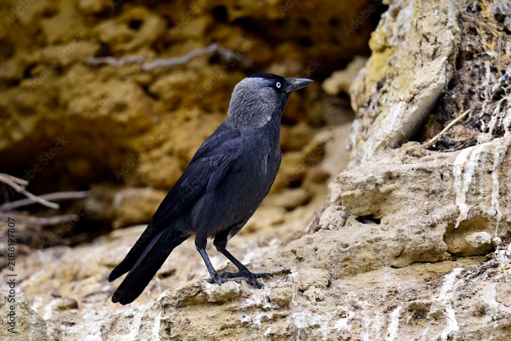 Obraz premium Dohle an einer Felswand // Western jackdaw (Coloeus monedula) - Andalusien, Spanien