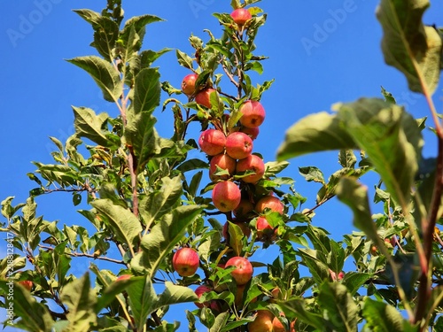 Apple orchard with ripe red apples growing on trees under a bright blue summer sky, representing apple harvest, fresh fruit and seasonal farming