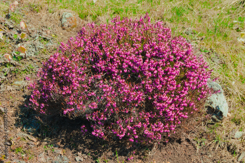 Canvas Print Blooming of heather  (scientific name: Erica carnea ) in natural Alpine environment