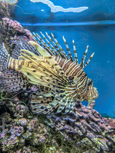 Bild auf Leinwand A vibrant lionfish gracefully glides through the clear blue water