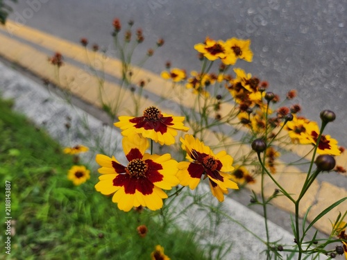 기생초, Coreopsis tinctoria, 국화과