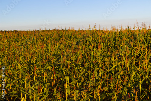 Bild auf Leinwand Golden maize stalks swaying in a vast cornfield under a clear evening sky, vibra