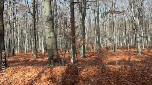Autumn forest path in Poland