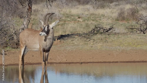 Large male roan antelope drinking at a waterhole in the Kalahari-Nama Karoo transition near Kimberley, Northern Cape, South Africa, showcasing African wildlife in natural habitat.