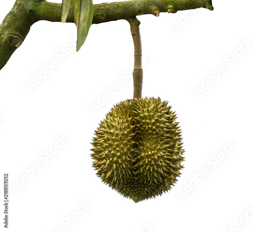 Принти на полотні Single durian fruit hanging from a green tree branch