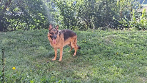 German Shepherd Dog Standing Alert on Grass
