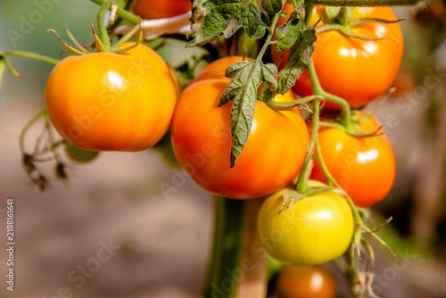 Konstfotografi Red tomatoes ripen in the greenhouse