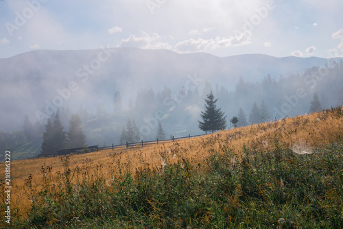 A tranquil morning scene in a mountainous forest, where mist gently covers the landscape, revealing pine trees and a dried grass field. The ground-level perspective offers a serene view ofl.