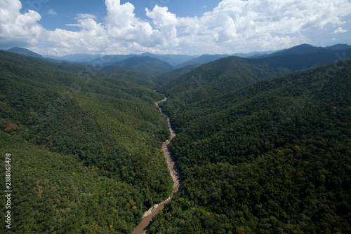 Photography green forest in the mountains