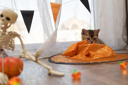 Foto Halloween kitten peeking from orange spiderweb cloth among festive home decor