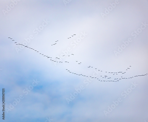 Canvastavla Distant birds fly in scattered V formation across pale sky
