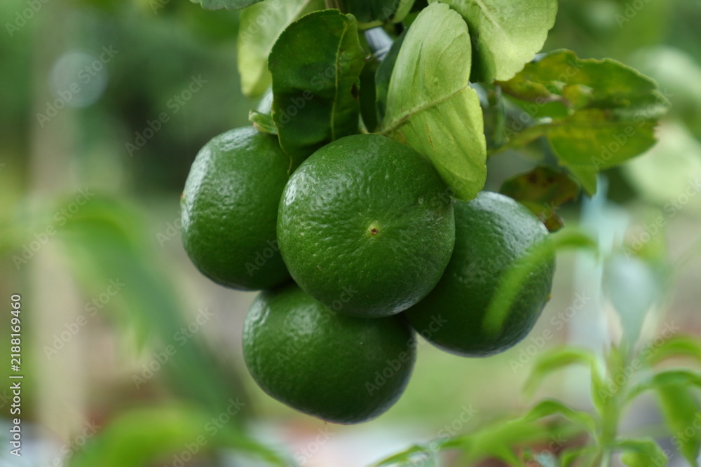 Obraz premium Green lime on a branch in the garden.