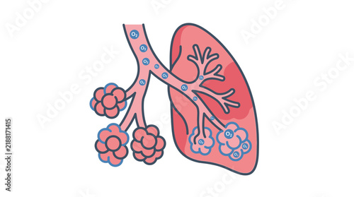 Medical Illustration of Human Lungs and Bronchial Anatomy