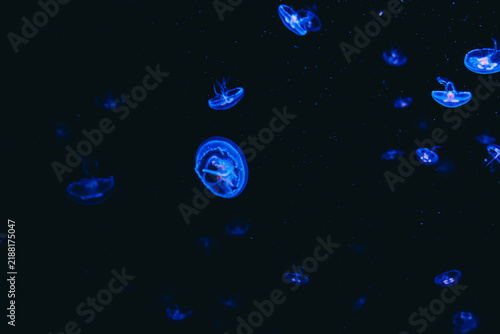 Foto Jellyfish swim in dark water with glowing blue lights in an aquarium setting at