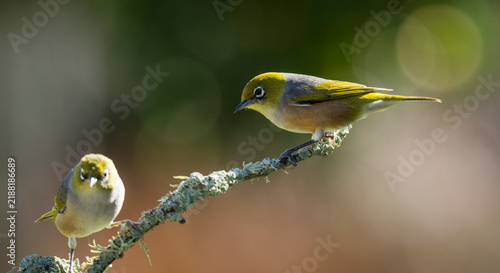 Obraz na plátně Close up of a silvereye or wax-eye (Zosterops lateralis), also known by its Māori name tauhou, which is a very small omnivorous passerine bird of the south-west Pacific