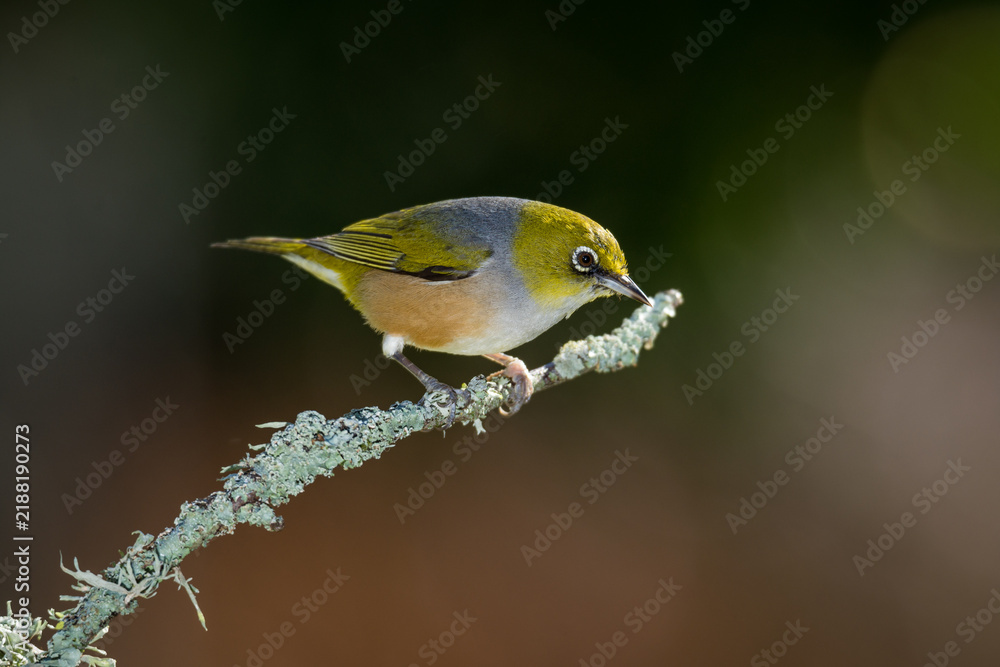 Fototapeta premium Close up of a silvereye or wax-eye (Zosterops lateralis), also known by its Māori name tauhou, which is a very small omnivorous passerine bird of the south-west Pacific. Recognized by its distinctive