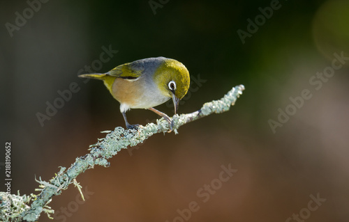 Foto Close up of a silvereye or wax-eye (Zosterops lateralis), also known by its Māori name tauhou, which is a very small omnivorous passerine bird of the south-west Pacific