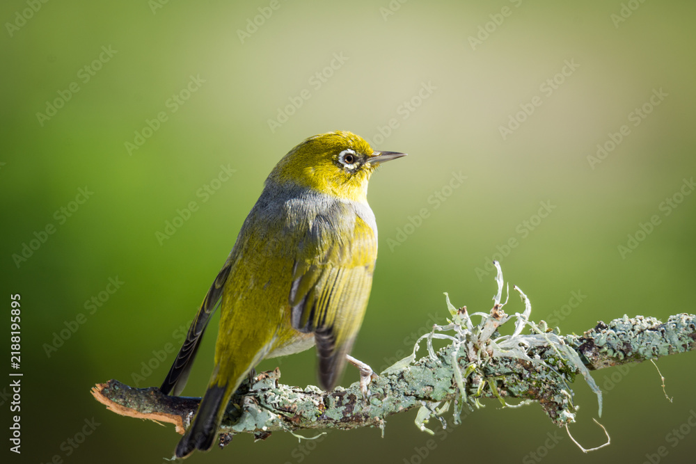 Obraz premium Close up of a silvereye or wax-eye (Zosterops lateralis), also known by its Māori name tauhou, which is a very small omnivorous passerine bird of the south-west Pacific. Recognized by its distinctive 