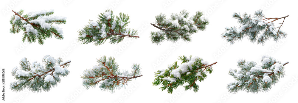 Obraz premium PNG Snow covered pine branches on isolated winter foliage set transparent background