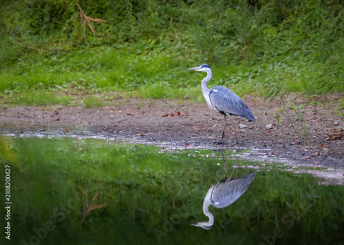 Картината върху платно Grey heron standing in shallow water with beautiful reflection