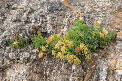 Fenouil marin poussant sur un rocher sur la côte bretonne