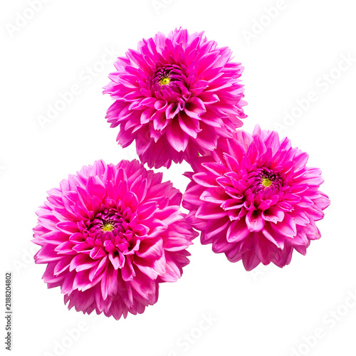 Bouquet flower of beautiful fashionable pink dahlia macro nature isolated on white background. Botanical, concept, flora, idea. Pomponic form