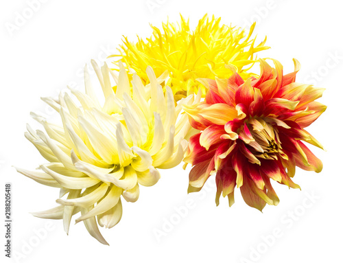 Flowers of beautiful bouquet dahlias macro nature isolated on white background. Botanical, concept, flora, idea. Flat lay, top view. Wedding, bride, love