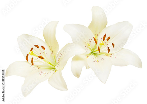 Bouquet of beautiful delicate white lilies isolated on white background. Wedding, bride. Fashionable creative floral composition. Summer, spring. Flat lay, top view. Love. Valentine's Day
