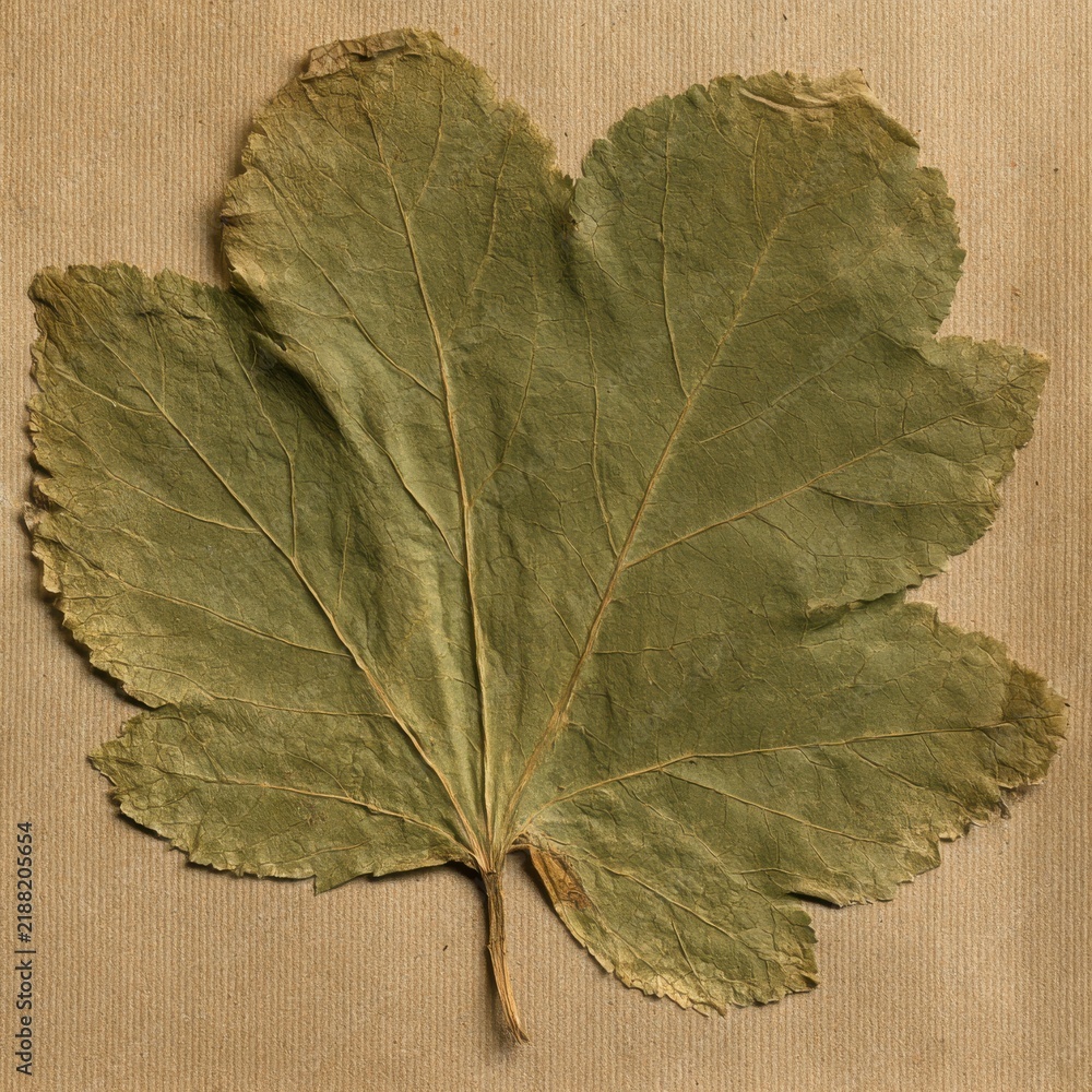 Obraz premium perfectly pressed dried Foxglove leaf, large scale detailed palmate shape and vein network, withered yellow-green color, on textured kraft paper.