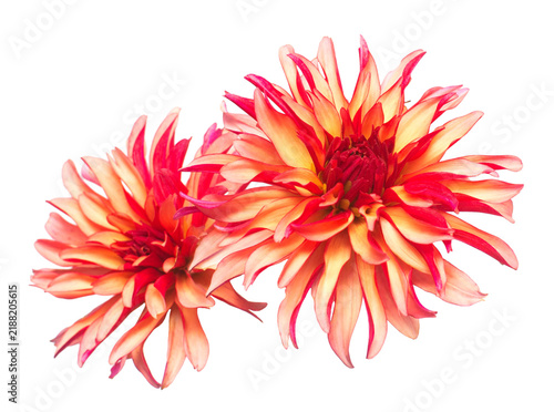 Flowers of beautiful bouquet pink dahlias macro nature isolated on white background. Botanical, concept, flora, idea. Flat lay, top view. Wedding, bride, love