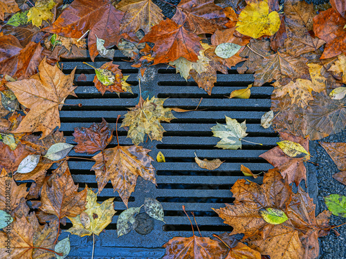 Autumn in Central Park, leaves on storm drain