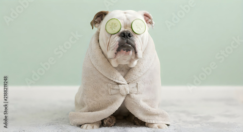 Cute bulldog wearing cucumber sunglasses and a bow tie sitting