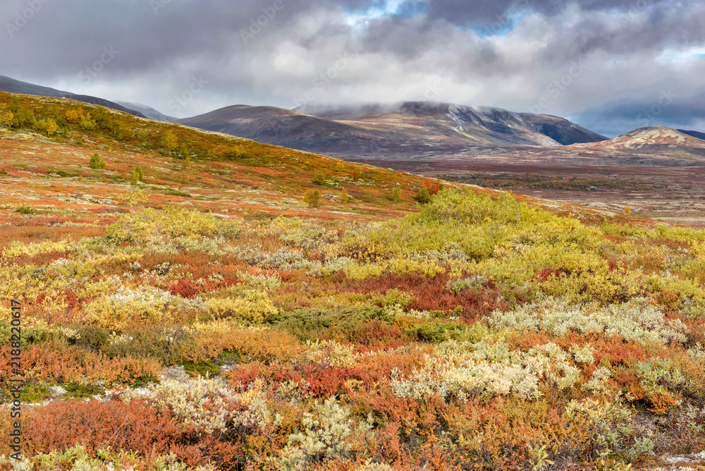 Obraz premium colorful hill covered with bushes and white lichen growing in the tundra in national park Dovrefjell Sunndalsfjella in Norway