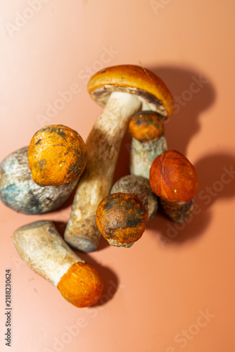 Freshly Foraged Edible Aspen Bolete Mushrooms in a Rustic Forest Still Life. A group of freshly foraged edible aspen bolete mushrooms (Leccinum species) displayed together in a rustic composition. 