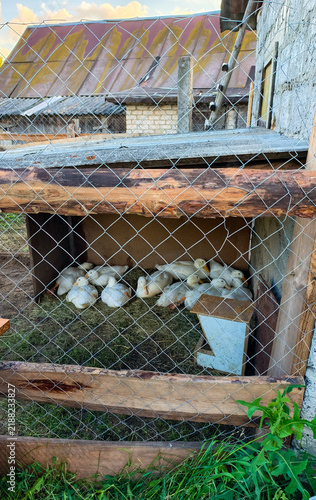 Group of young ducklings resting inside a rustic wooden and wire mesh enclosure on a farm, showing agricultural animal husbandry for poultry production and growth.
