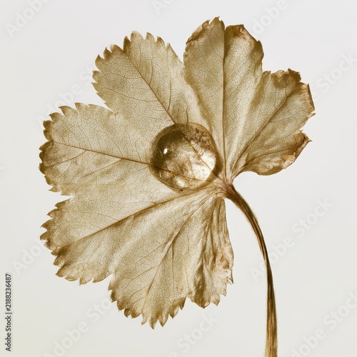 perfectly pressed dried Lady's Mantle (Alchemilla) leaf with water drop artifact, intricate palmate shape and vein network, clean background.
