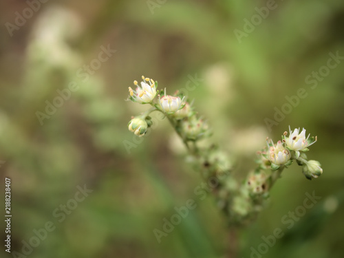Cuadro en lienzo 残暑の厳しい9月に咲き始めた白く可憐なタコノアシ（蛸の足）の花