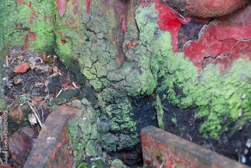 фотографія Moss and Peeling Paint on Weathered Wood