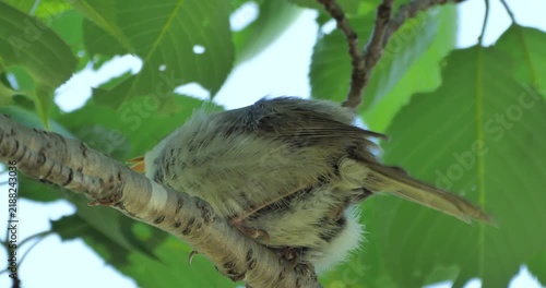 japanese bush warbler bird singing (calling)on the branch