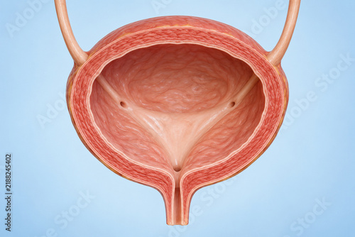 Human urinary bladder cutaway with ureters in 3D