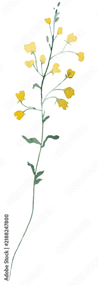 Obraz premium Watercolor yellow wildflowers, spring floral isolated illustration for stationery and greeting cards