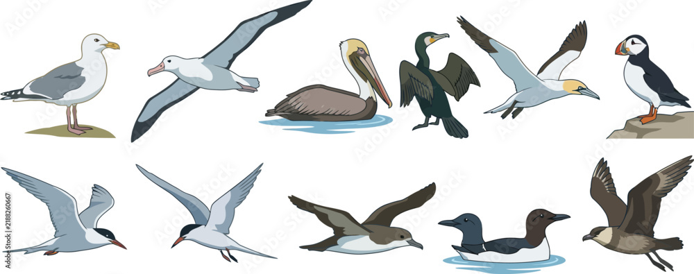 Fototapeta premium Diverse seabirds in flight and on land during daytime vector illustration