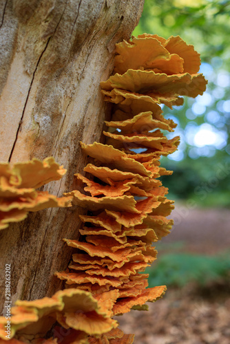 Bild auf Leinwand Beautiful close up of a magical, fairylike  shelf fungus against a bokeh blurred