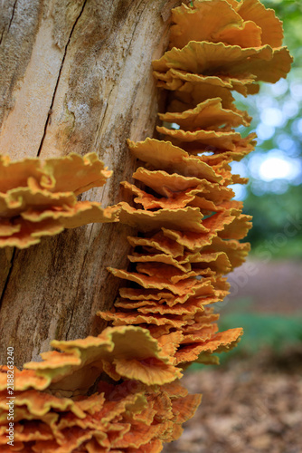 Foto Magical forest theme pur sang with shelf fungus on an old tree trunk and fairyli