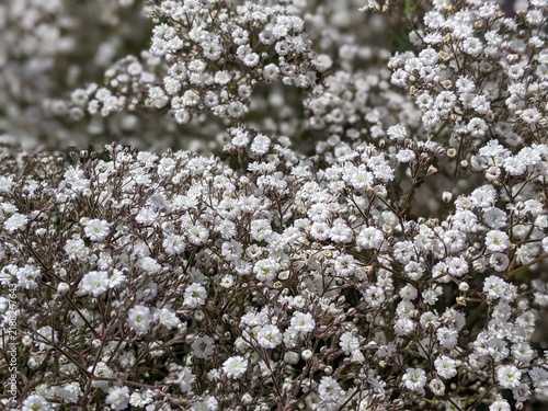 Abundant white gypsophila paniculata flowers blooming as a textured floral background