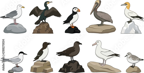 фотографія Diverse seabirds perched on rocks in a clean vector illustration style