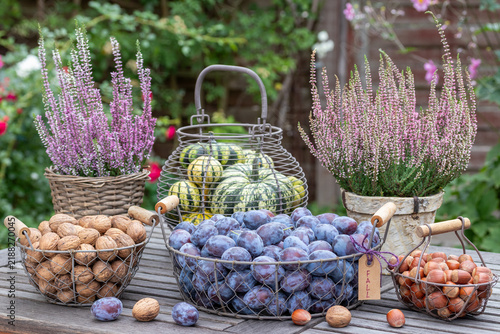 Zwetschgen, Walnüsse, Haselnüsse und Kürbisse in Körben und Heidekraut in Töpfen auf einem Gartentisch 