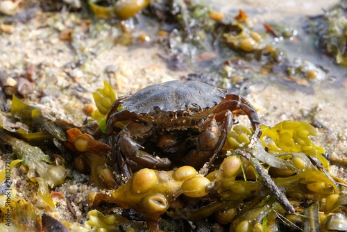 Crabe dans le goémon d'une plage en Bretagne