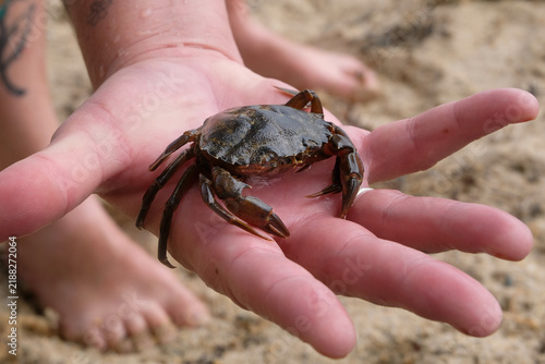 Petit crabe dans une main en gros plan
