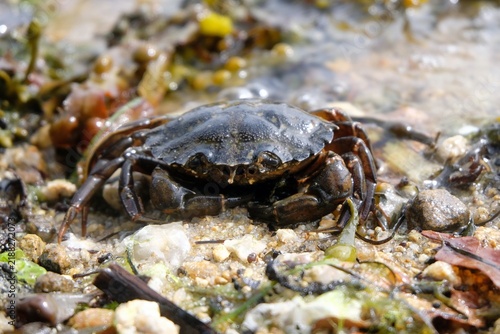 Crabe en gros plan sur le sable d'une plage en Bretagne